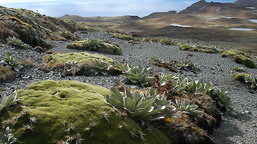 A healthy cushion plant (Azorella macquariensis) with other plants on the alpine plateau of Macquarie Island