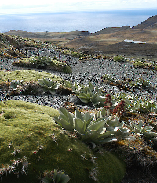 A healthy cushion plant (Azorella macquariensis) with other plants on the alpine plateau of Macquarie Island