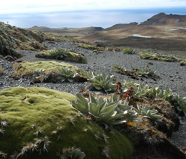 A healthy cushion plant (Azorella macquariensis) with other plants on the alpine plateau of Macquarie Island