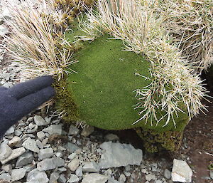 A healthy cushion plant on Macquarie Island