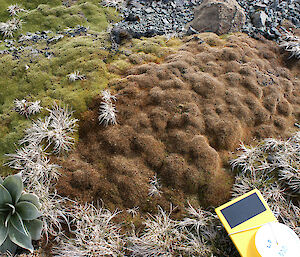 Dieback in Azorella macquariensis