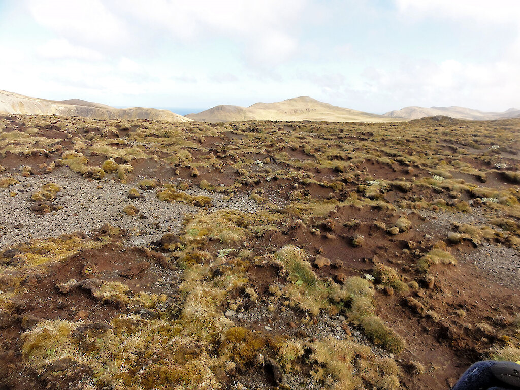 Macquarie Island iconic species dying out — Australian Antarctic