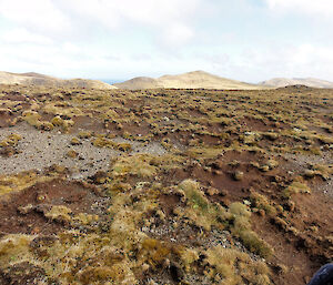 Dead plants of Azorella macquariensis have been blown away leaving erosional scars