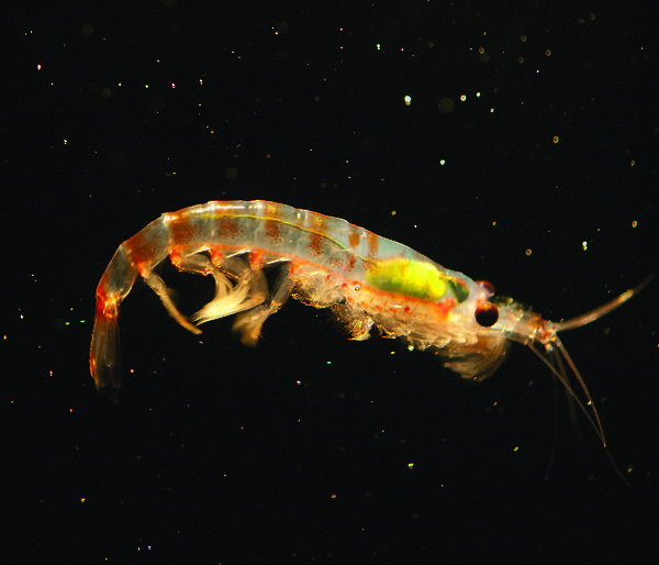 A single Antarctic krill.