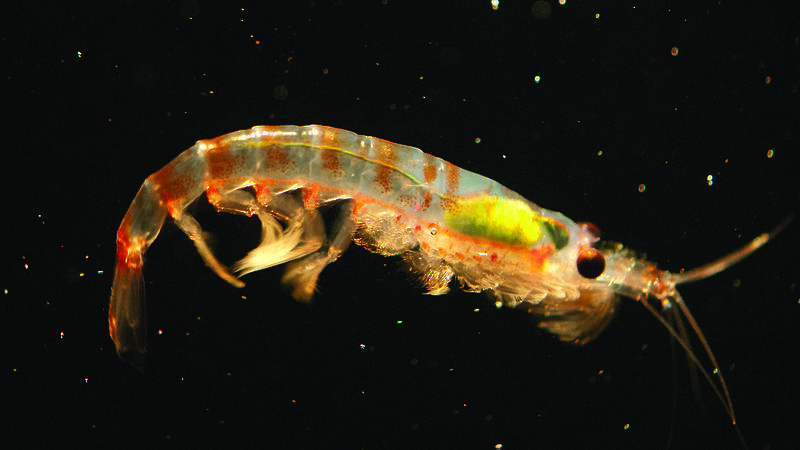 A single Antarctic krill.