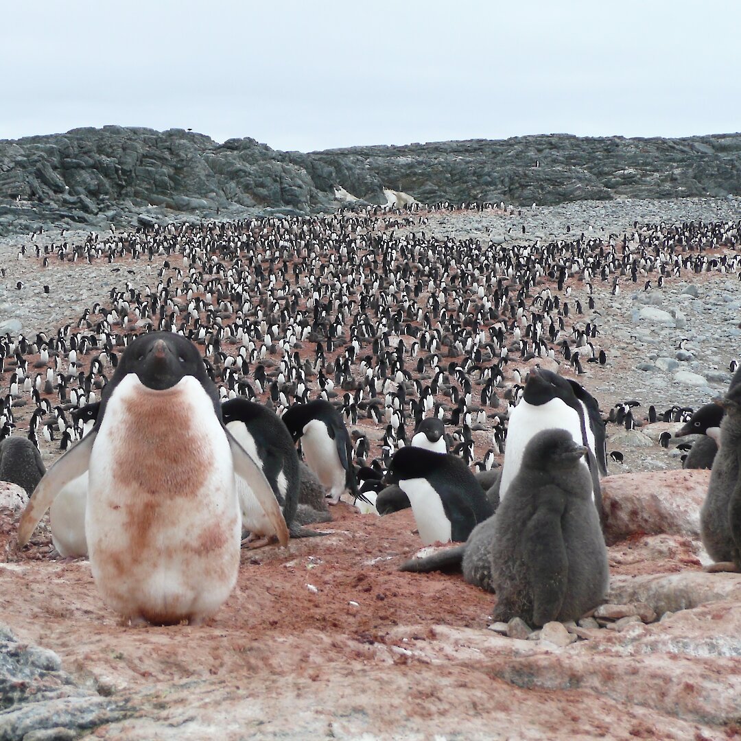 Adelie penguin population almost doubles in East Antarctica