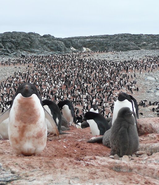 An Adelie penguin colony near Casey station.