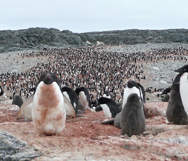 An Adelie penguin colony near Casey station.