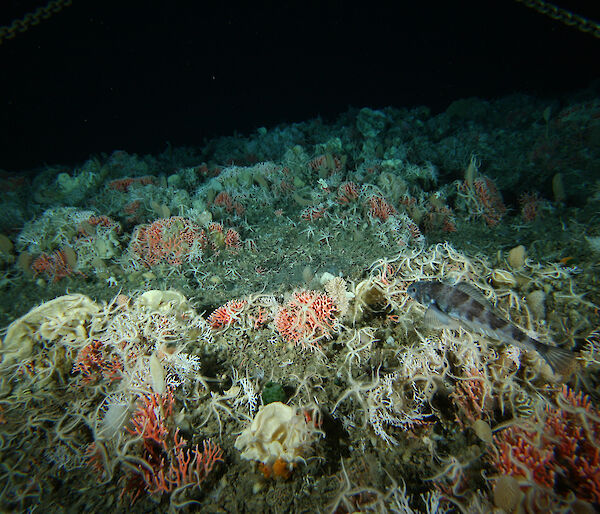 Corals, sponges and a fish photographed in the Southern Ocean.