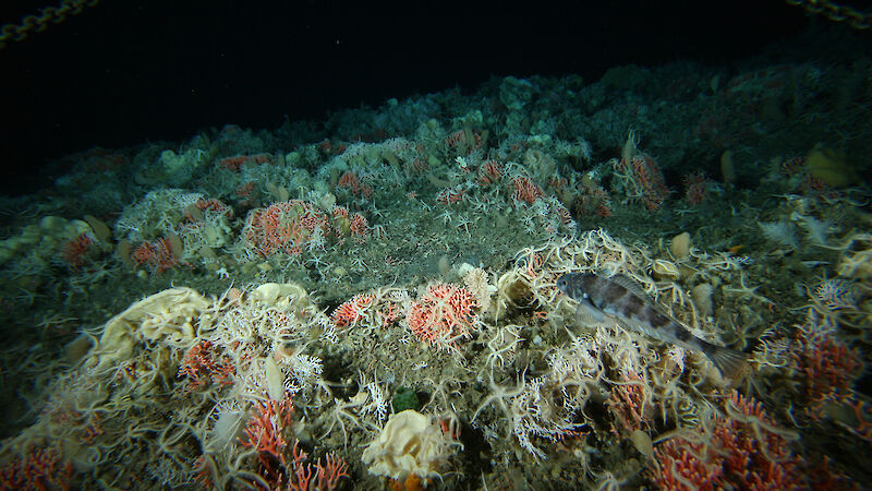 Corals, sponges and a fish photographed in the Southern Ocean.