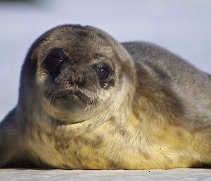 Weddell seal pup