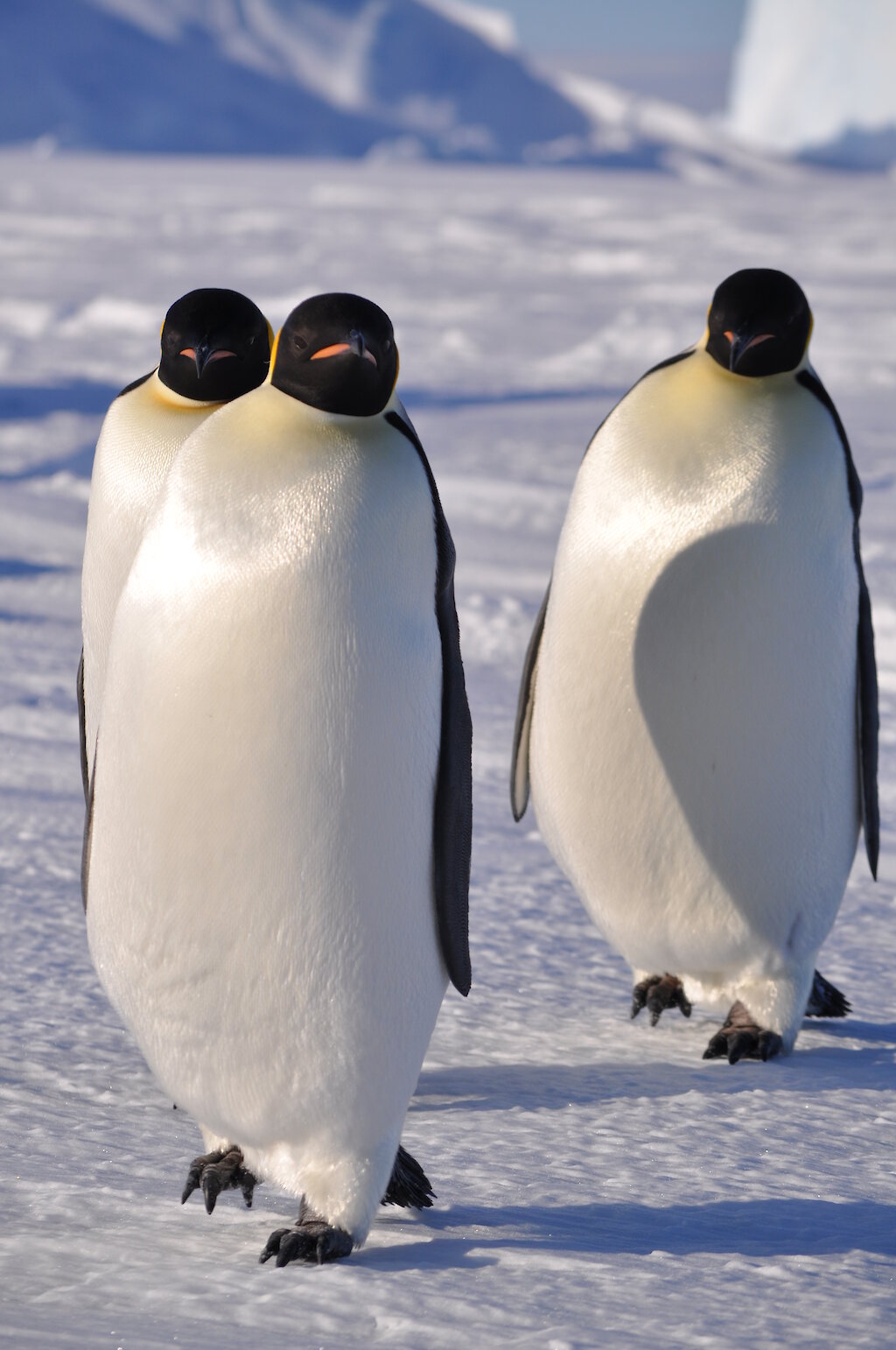 Emperor Penguin Breeding Cycle Australian Antarctic Division 