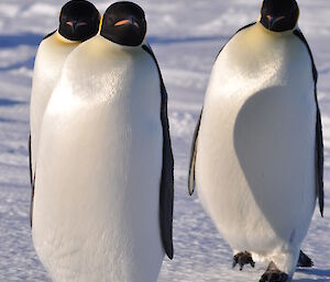 Emperor penguins