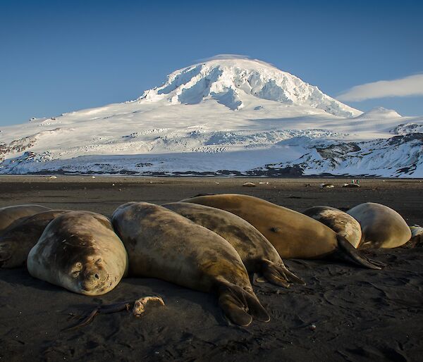 Elephant seals laze on the beach in front of Heard Island volcano Big Ben