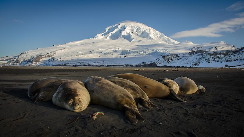 Elephant seals laze on the beach in front of Heard Island volcano Big Ben