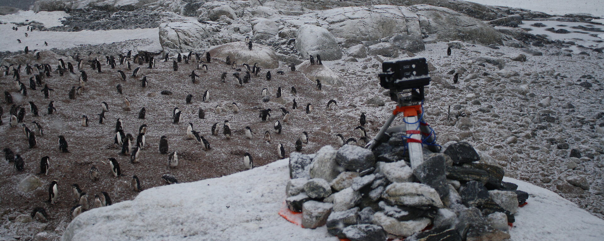 An automated camera sits on top of rocks overlooking an Adelie penguin colony near Australia’s Casey station.