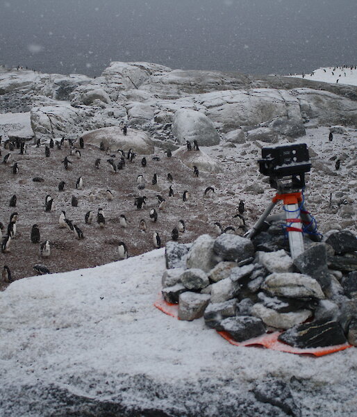 An automated camera sits on top of rocks overlooking an Adelie penguin colony near Australia’s Casey station.