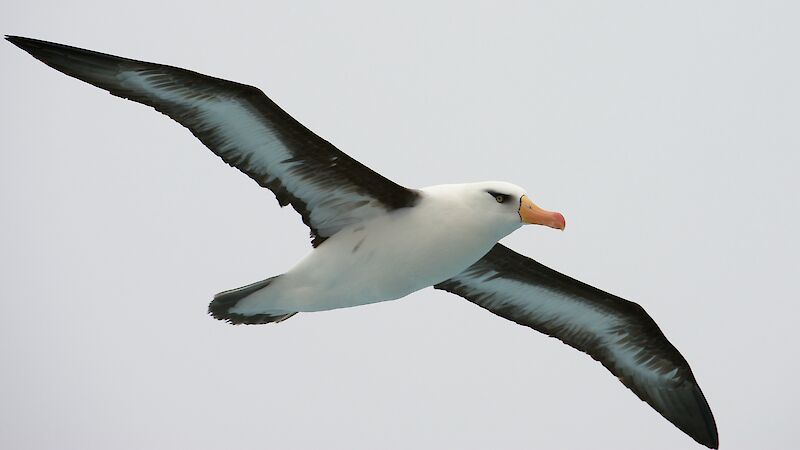 A black-browed albatross in flight