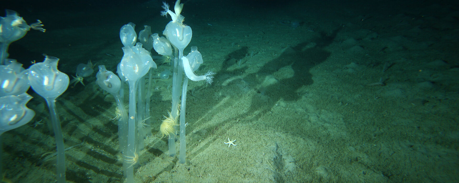 These solitary sea squirts, standing half a metre high on the seafloor, 220m below the surface, were photographed in Antarctic waters during the Census of Antarctic Marine Life.