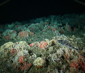 A seafloor coral community in Antarctic waters.