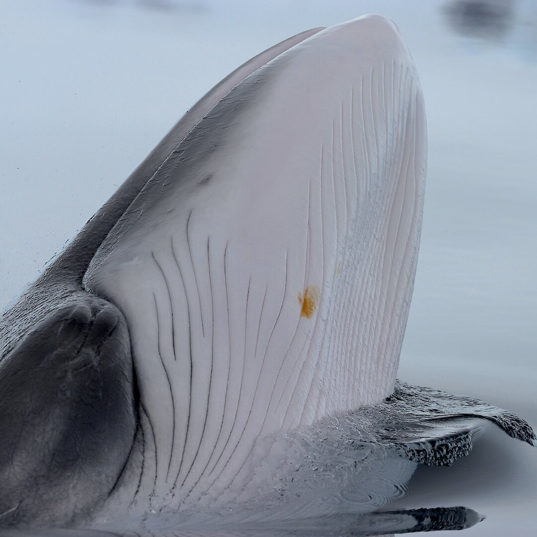 Krill on the menu for Antarctic minke whales’ lunge diet — Australian