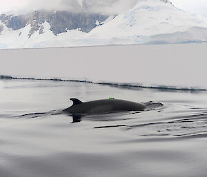 Minke whale tagged in Antarctica