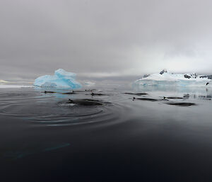 Minke whales in Antarctica