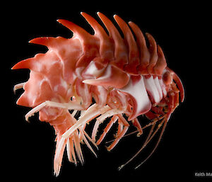 A small crustacean called an ‘amphipod’ collected during deep sea camera trials in the Southern Ocean
