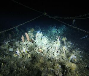 A photo of the seafloor in the Southern Ocean captured by the trawl camera.