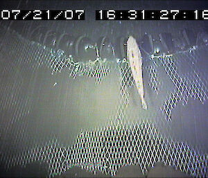 A Patagonian toothfish being swept into a trawl net