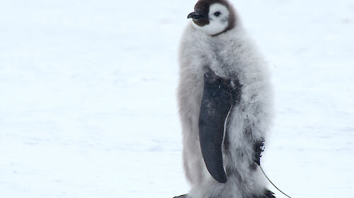 A fledgling emperor penguin with a satellite tracker attached.