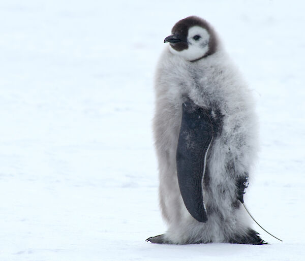 A fledgling emperor penguin with a satellite tracker attached.