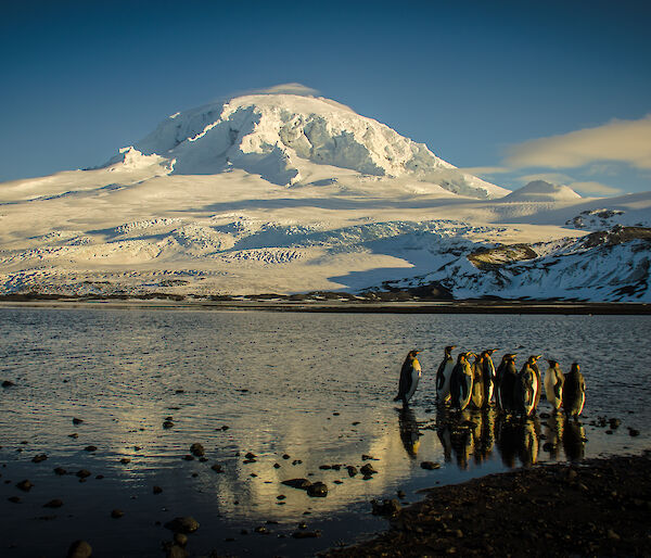 The active volcano Big Ben on Heard Island, with king penguins in the foreground