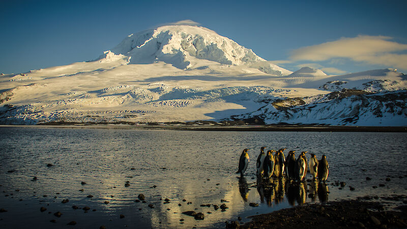 The active volcano Big Ben on Heard Island, with king penguins in the foreground