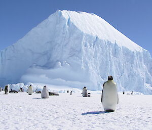 Emperor penguins in front of a large white iceberg grounded in sea ice