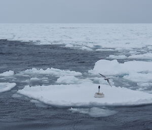 A wave sensor deployed on a small ice flow at the edge of the Marginal Ice Zone, Antarctica. The sensor measures vertical acceleration, which is converted into wave height.
