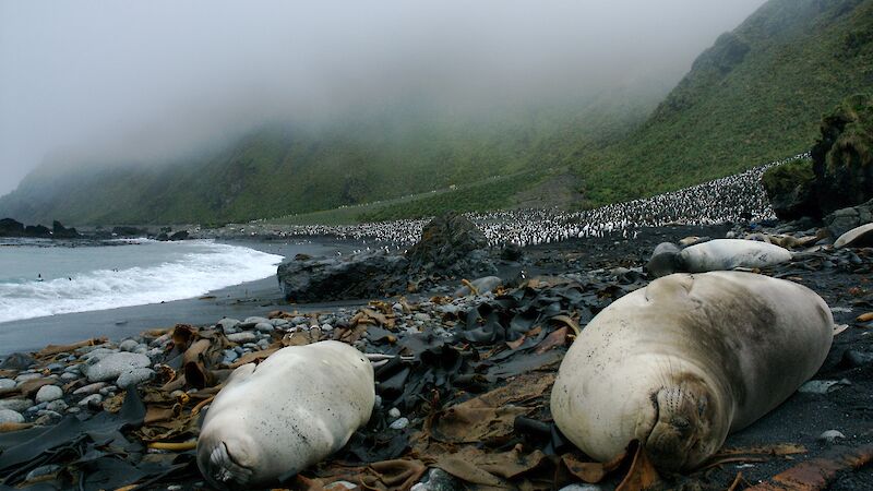 Seals and king penguins on a beach at Macquarie Island.