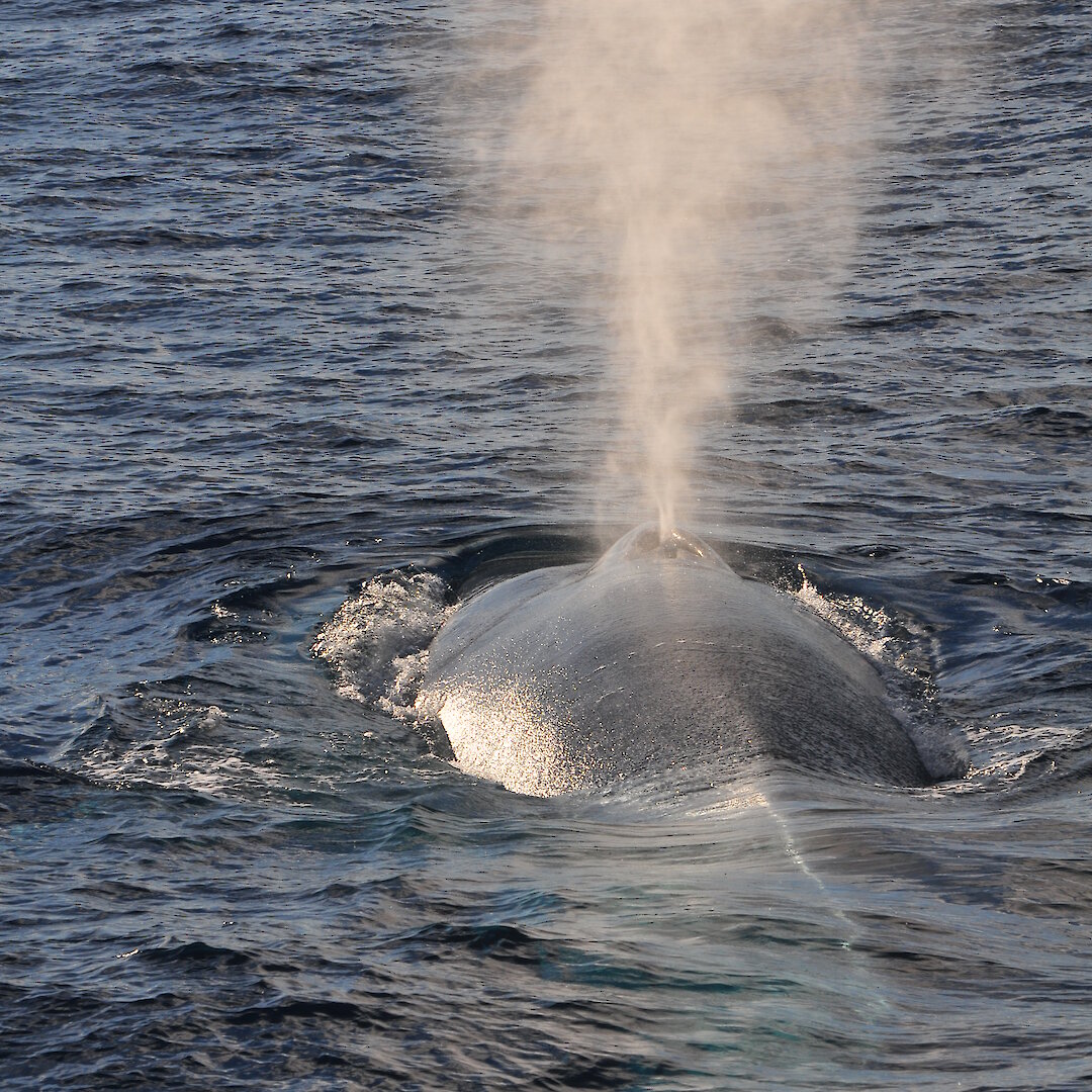 Mapping the migratory route of pygmy blue whales — Australian Antarctic