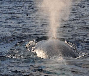 A pygmy blue whale surfacing.