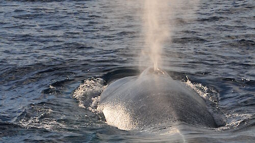 A pygmy blue whale surfacing