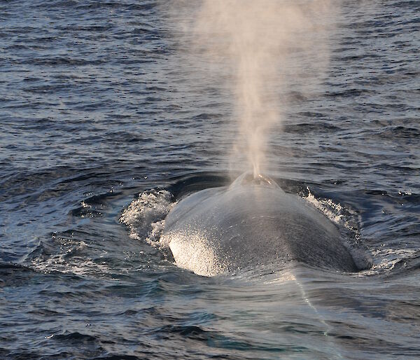 A pygmy blue whale surfacing