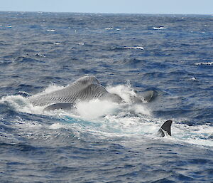 Two pygmy blue whales feeding.