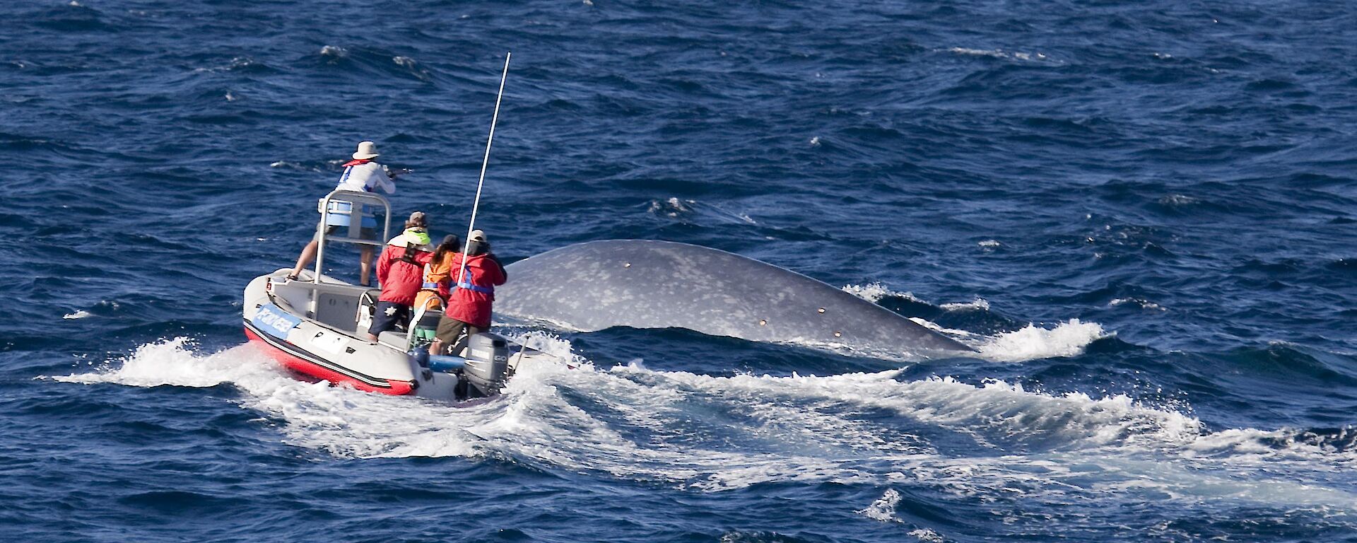 A pygmy blue whale being tagged by researchers in a small boat.
