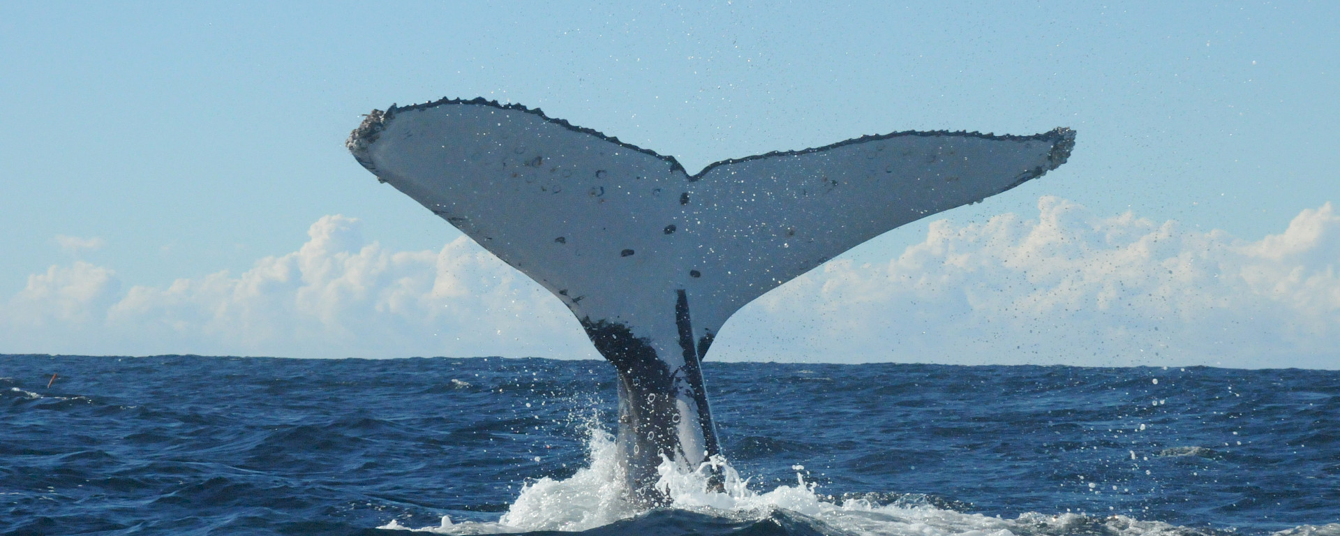 A humpback whale tail fluke.