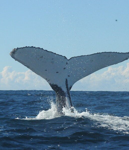 A humpback whale tail fluke.