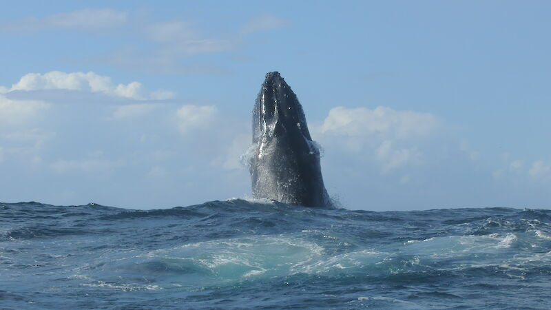 A humpback whale points its upper body straight up out of the ocean in a behaviour known as spy hopping.