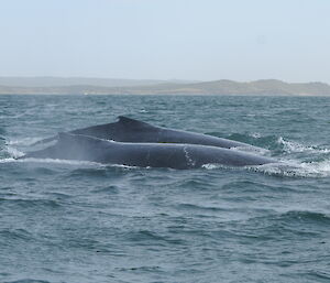 The dorsal fins of two humpback whales surfacing in the ocean.