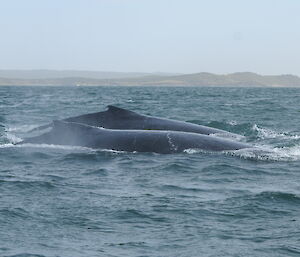 The dorsal fins of 2 humpback whales surfacing in the ocean.