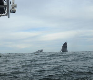 Whale researchers watch two humpback whales spyhopping.