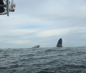 Whale researchers watch 2 humpback whales spyhopping.